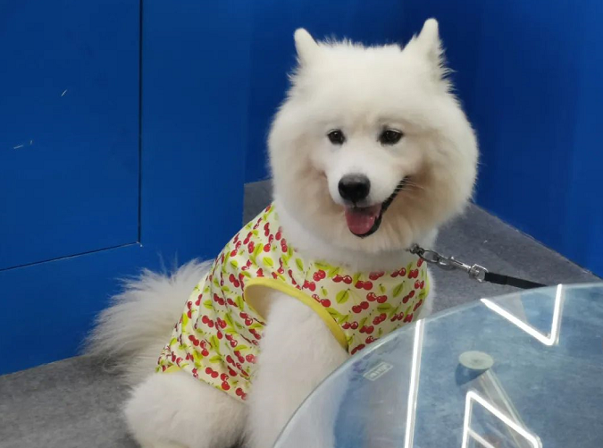 寵物展萌寵們各具神態 爆笑點多多 寵物展萌寵們各具神態 爆笑點多多